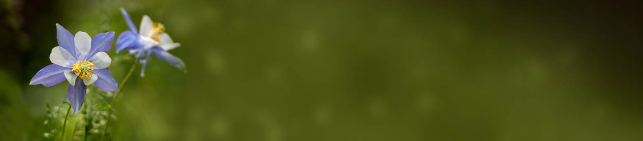 Untitled Header Image